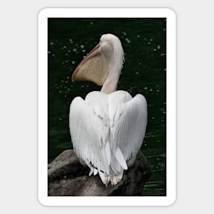 Great White Pelican Sticker